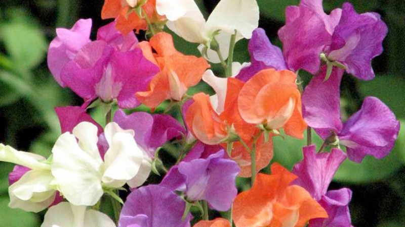 Sweet Pea – Queen of the Annuals