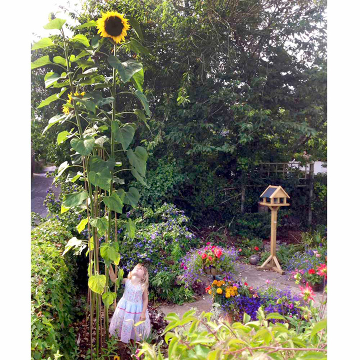 giant sunflower competition suttons seeds gardeners world