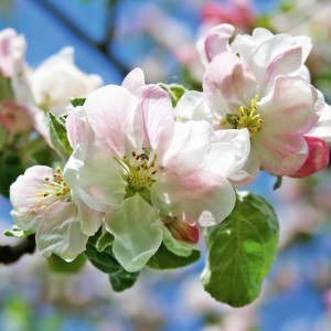 Apple Blossum