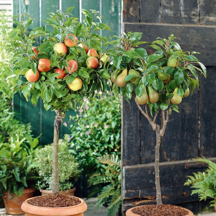 Guide To Planting And Growing Fruit Trees, Patio Fruit Trees In Containers Uk