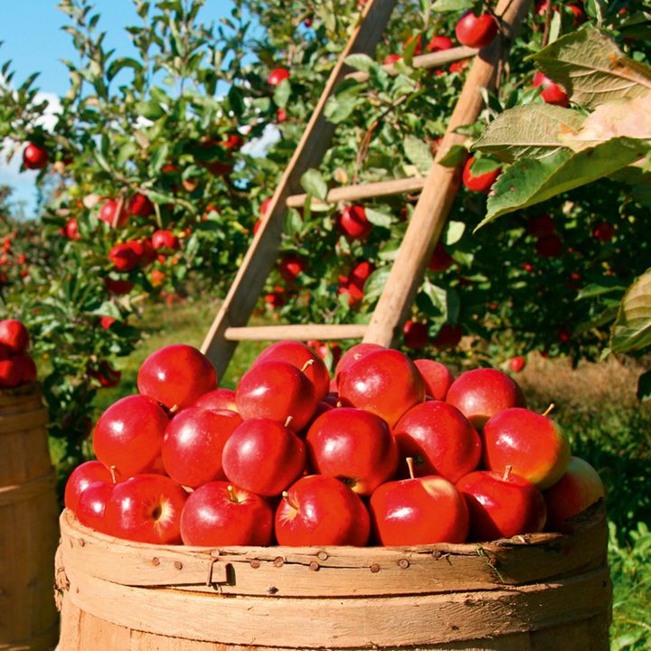 Apple Trees Harvest