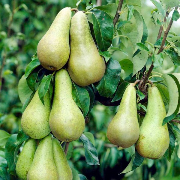 Pear Tree Growing Guide - Suttons Gardening Grow How