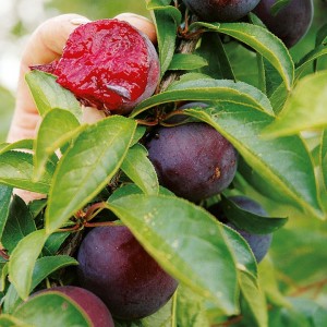 Gage And Plum Trees Growing Guide - Suttons Gardening Grow How