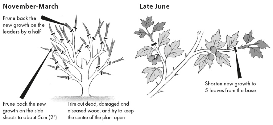 how-to-prune-gooseberries-for-high-yields-gooseberry-gooseberry