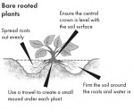 Strawberry Growing Guide - Suttons Gardening Grow How