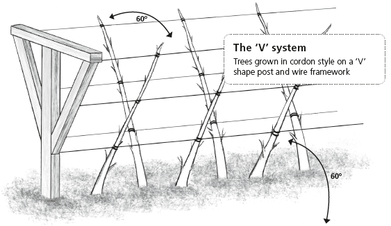 The V System