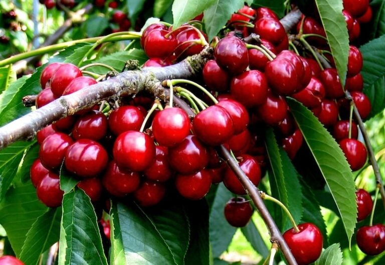 Beginner’s guide to planting and growing fruit trees Suttons