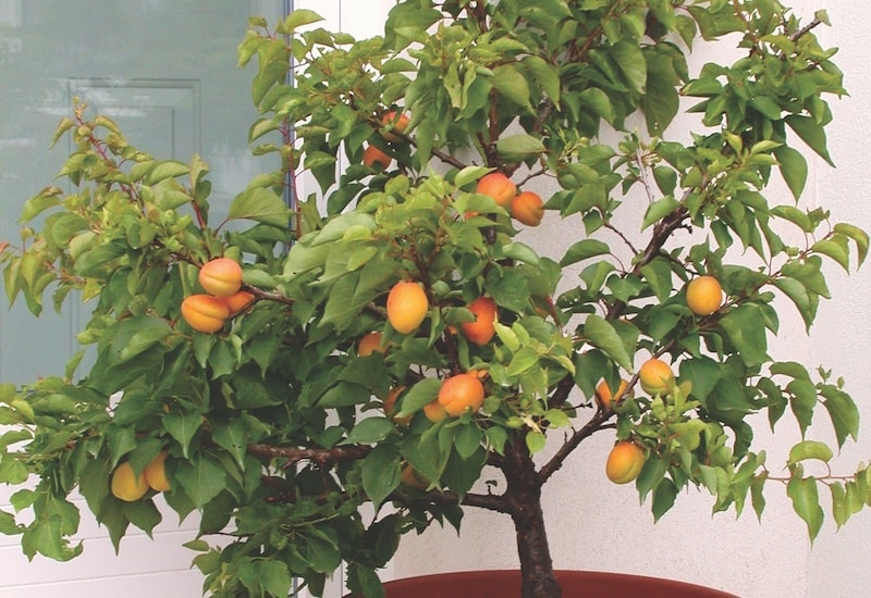 Mini apricot tree in garden