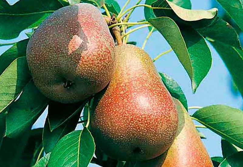 Two red spotted pears on tree