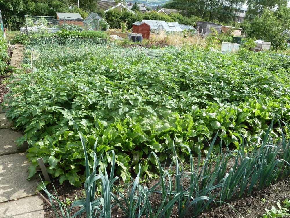 Historical Veggie Facts Suttons Gardening Grow How