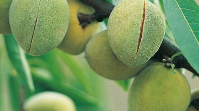 Walnuts, Chestnut, Cobnutt, Filbert and Almond Tree Growing Guide