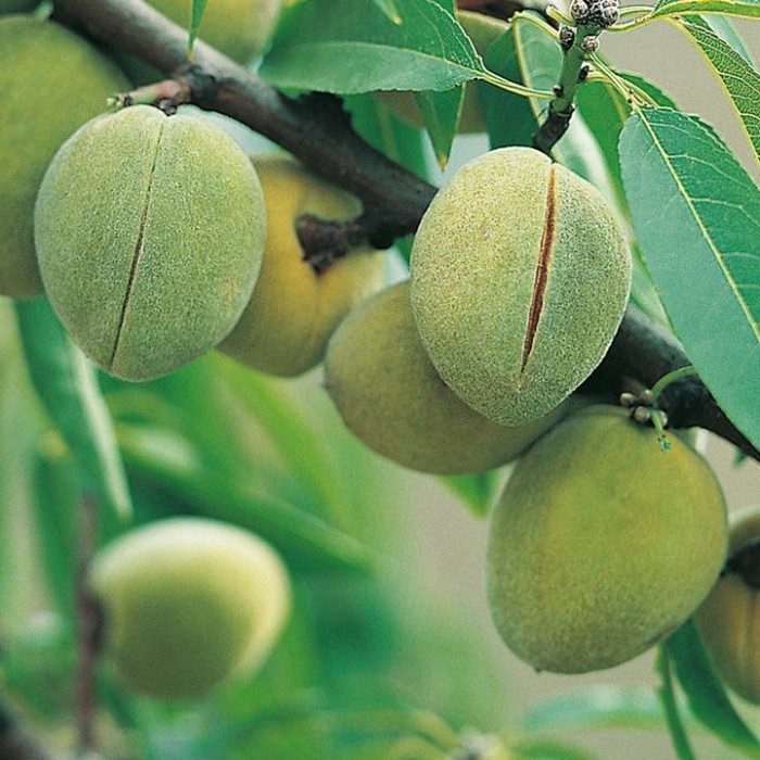 Almond-Growing-Guide.jpg