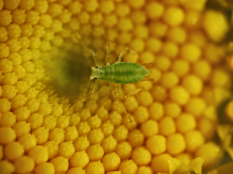 aphid close up on flower taken by Richard Hellier