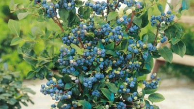 Pinkberry & Blueberry Growing Guide