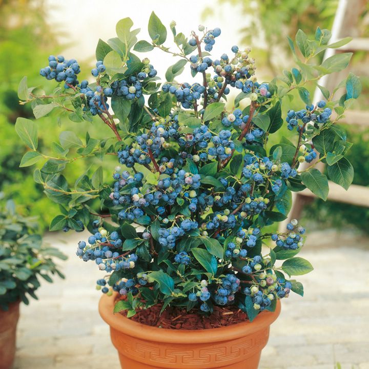 Pinkberry & Blueberry Growing Guide Suttons Gardening