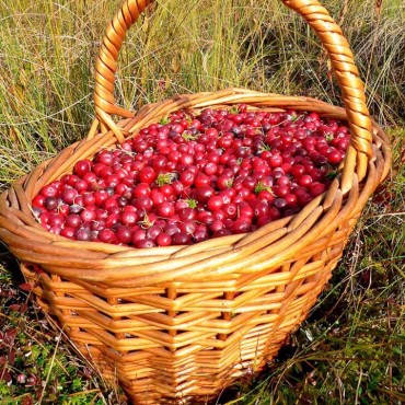 chokeberry sloe cranberries