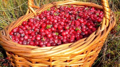 Cranberries, Juniper, Sloe, Goji and Black Chokeberry Growing Guide