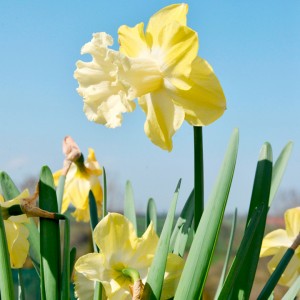 Daffodil Galactic