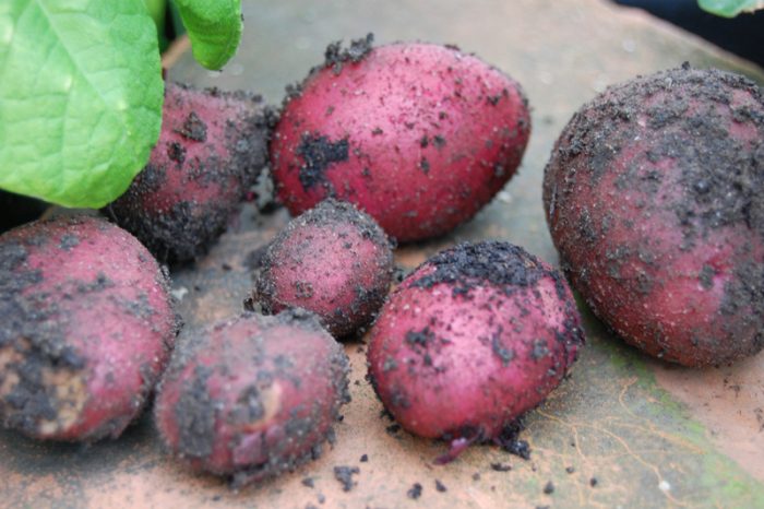 Harvest-potatoes.jpg