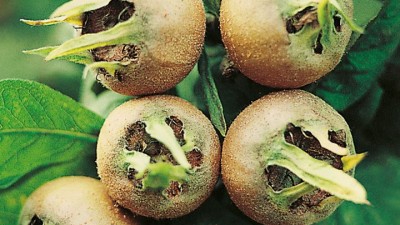 Quinces, Mulberry & Medlar Growing Guide