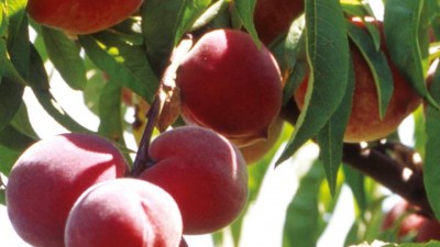 Apricot Tree, Peach Tree and Nectarines Tree Growing Guide