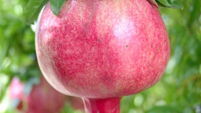 Persimmon and Pomegranate Growing Guide