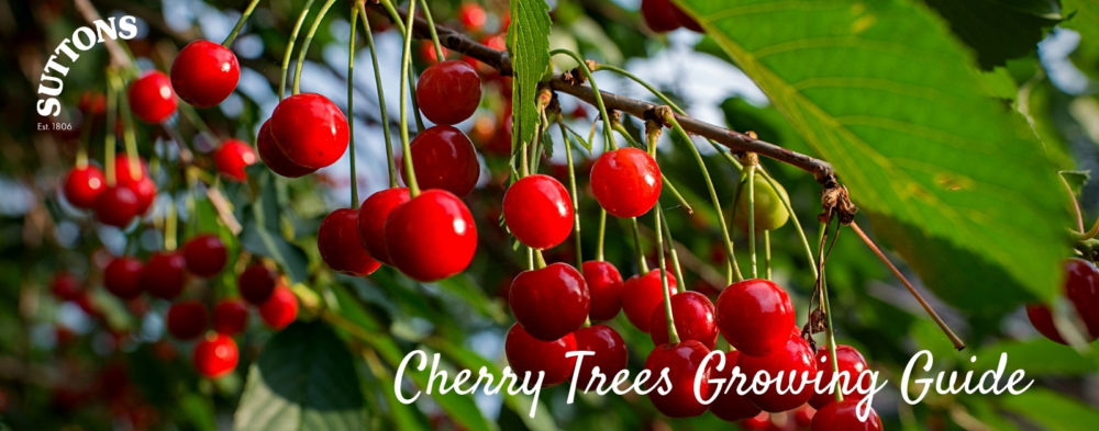 Cherry Tree Growing Guide - Suttons Gardening Grow How