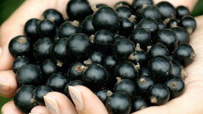Blackcurrants, Fourberries and Jostaberries Growing Guide