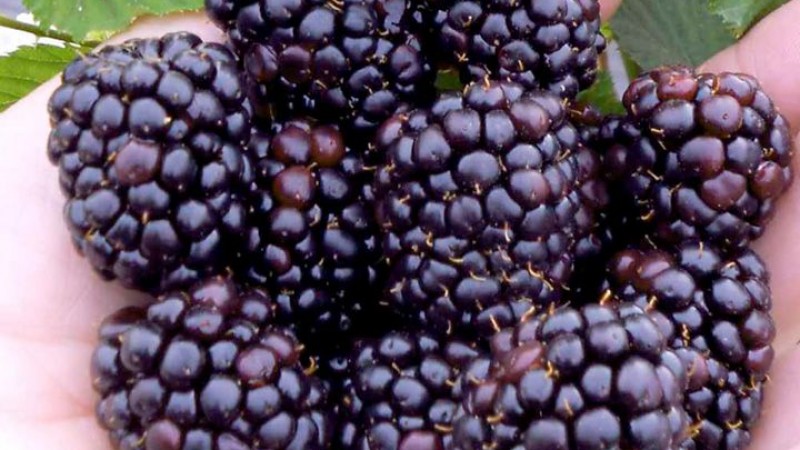 Hybrid Berries and Blackberry Growing Guide