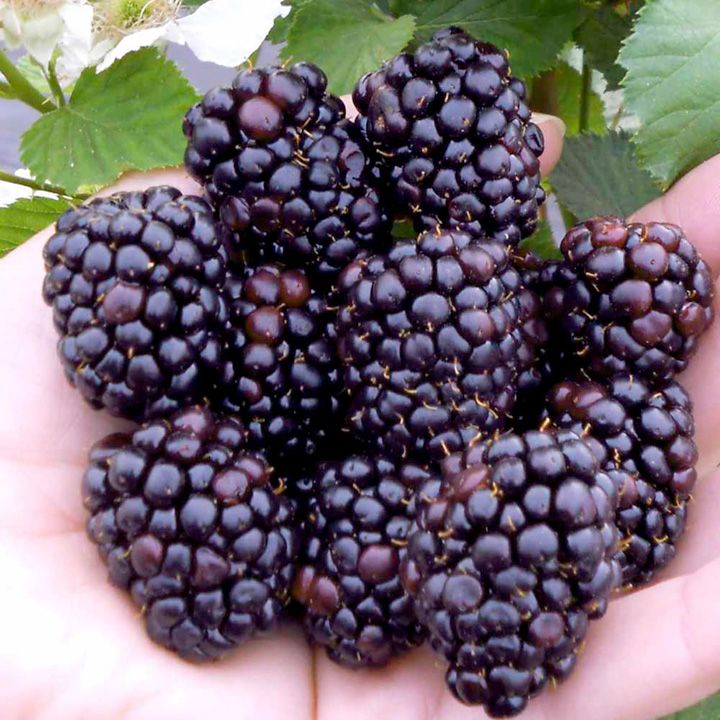 Blackberry Growing Guide