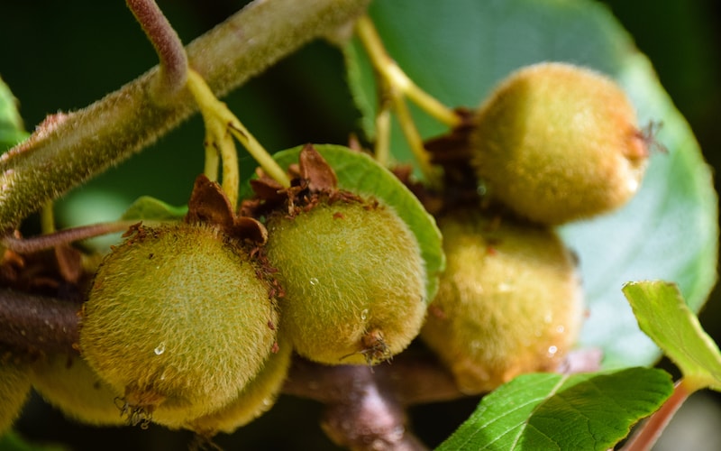 Green hairy kiwi fruits speckled with rainwater