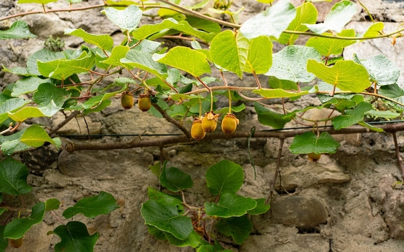 Training kiwi fruit against a wall