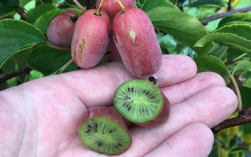 Small pink hairless Kiwi fruit with green flesh