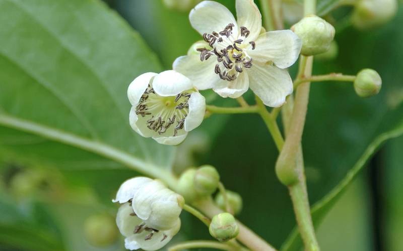 White flowers of an all male Kiwi plant variety