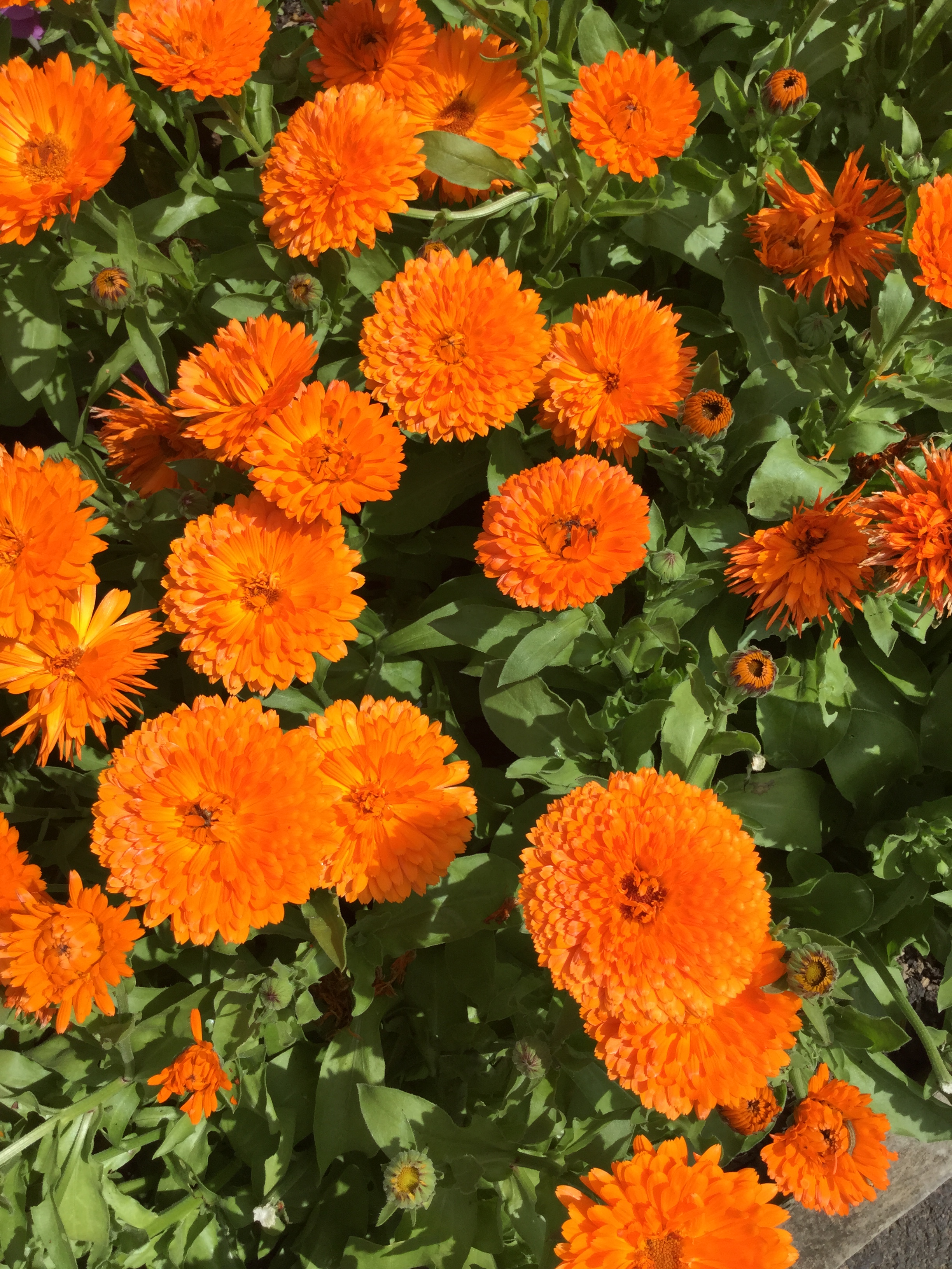 Calendula October s Flower Suttons Gardening Grow How