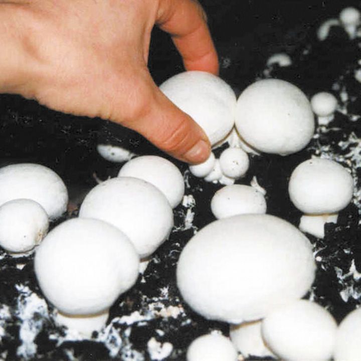 How to Grow Mushrooms from Spawn - Suttons Gardening Grow How image.