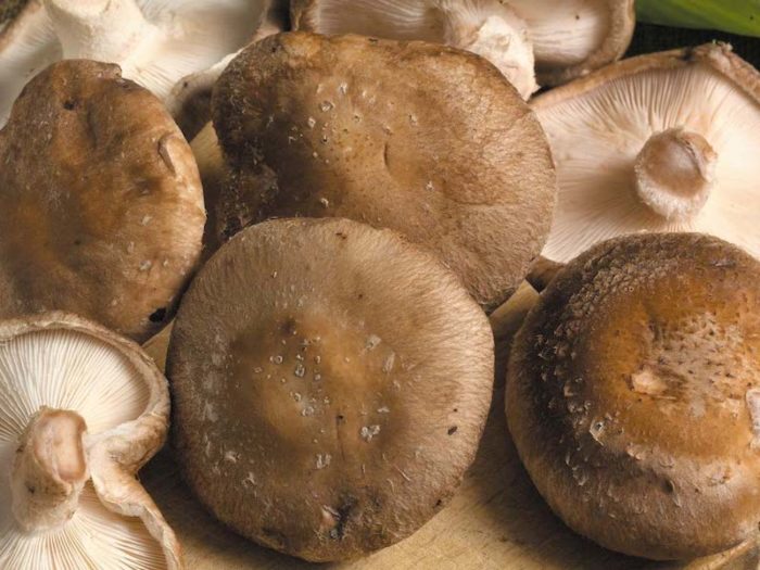 mushroom-plugs-twin-pack.jpg