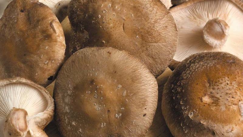 How to grow mushrooms from spawn plugs 