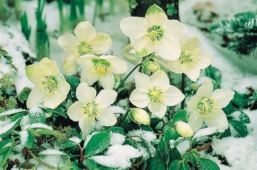 The fascinating story of the Christmas rose