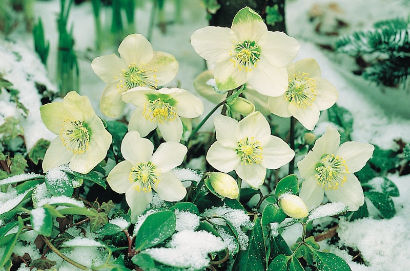 White hellebores in the snow