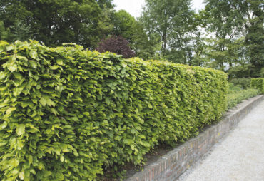 Why choose hedging over a fence?