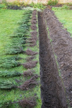 Planting and Aftercare of Bare Root Hedging Plants