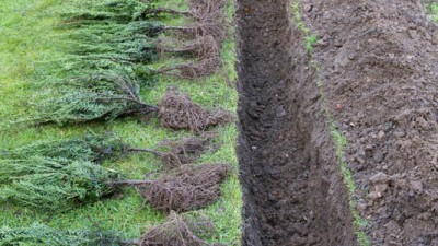 Planting and Aftercare of Bare Root Hedging Plants