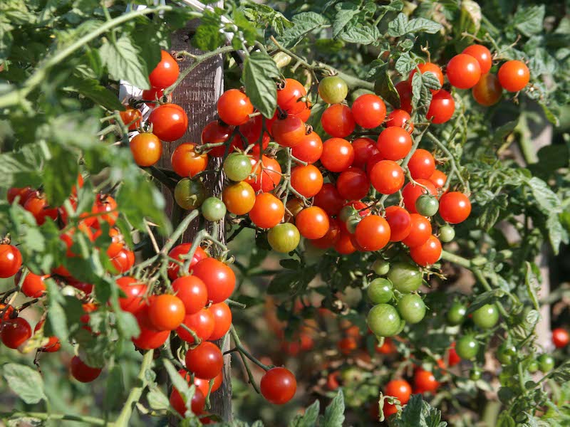 Group of ripe or unripe tomatoes