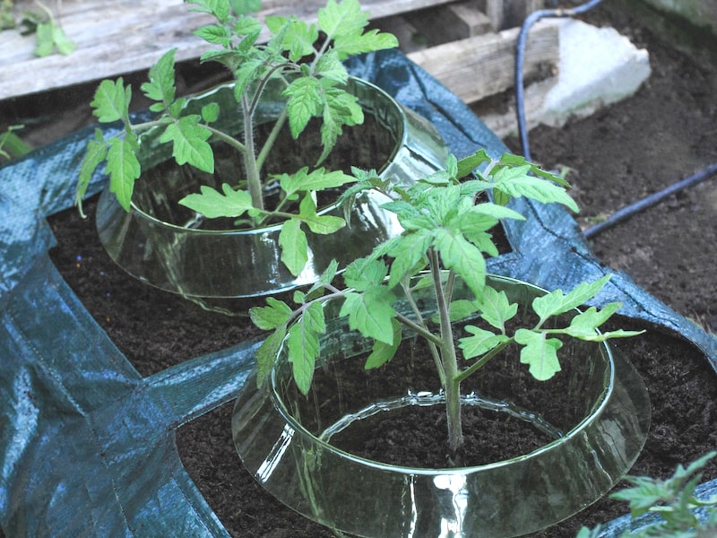Tomatoes in watering collars in reusable growbag