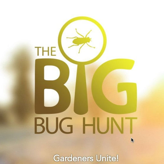 big-bug-hunt-featured-image.jpg
