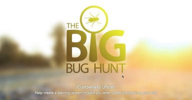 big-bug-hunt-header
