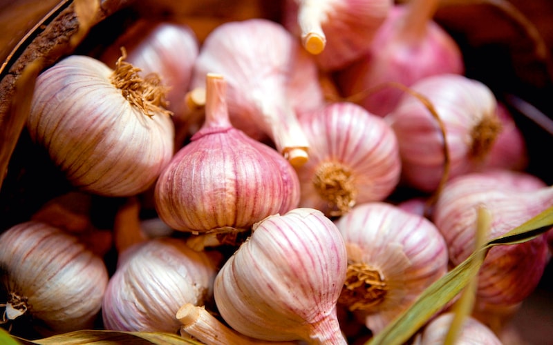 Collection of pink garlic bulbs