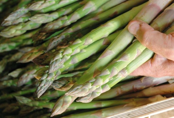 asparagus-e1559232158303.jpg