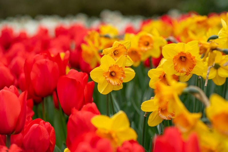 Yellow daffodil amongst tulip bulbs